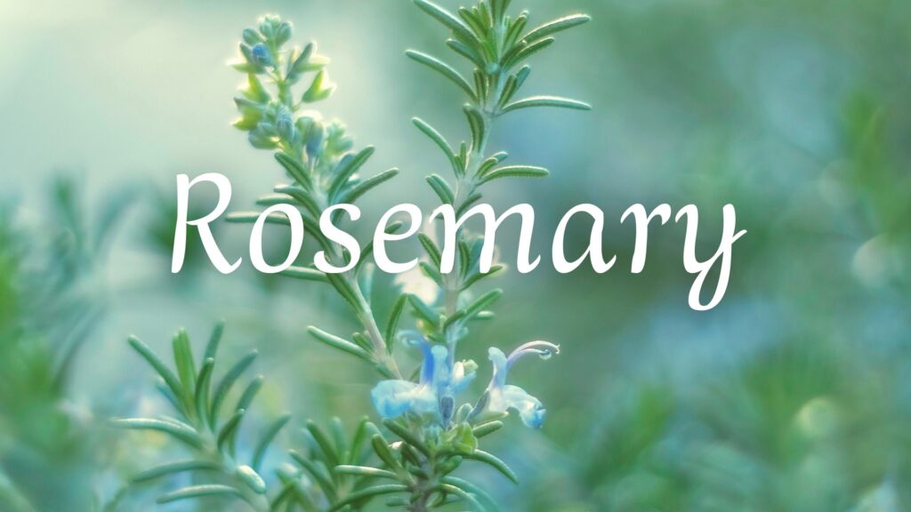 アロマ調香、天然精油、横浜、ローズマリー