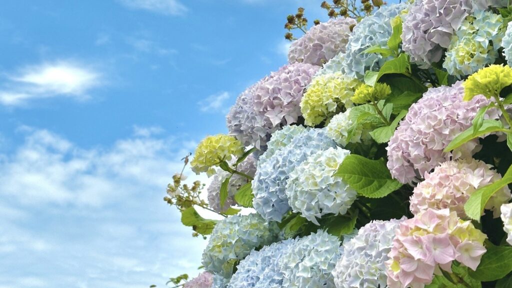アロマ、植物の力、個性、魅力