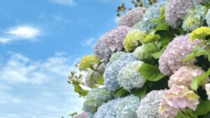 アロマ、植物の力、個性、魅力